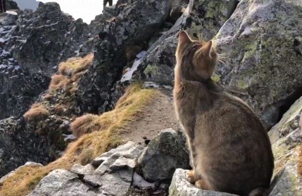 <br />
Альпинист обнаружил кота на вершине горы<br />
