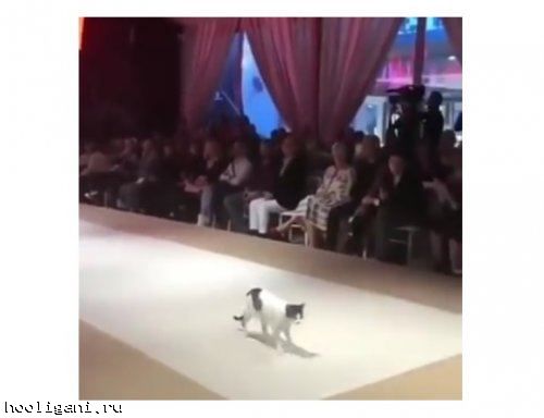 <br />
				В Турции бездомная кошка прошлась по подиуму во время модного показа, и всем это очень понравилось<br />
							