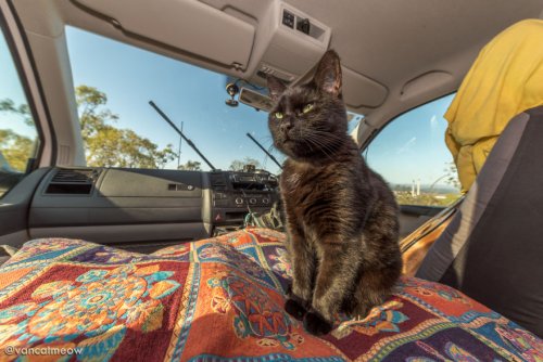 Австралиец Рич Ист, который однажды бросил работу, продал дом и имущество, чтобы путешествовать вместе со своей кошкой (15 фото)