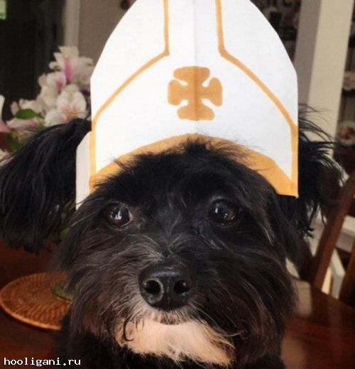 <br />
				Собаки в костюмах папы римского (10 фото)<br />
							