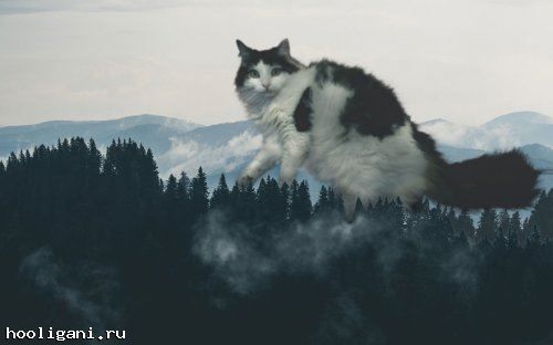 <br />
				Художница создаёт невероятные фотоманипуляции со своими питомцами, и такими кошек вы ещё не видели! (23 фото)<br />
							
