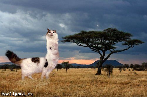 <br />
				Художница создаёт невероятные фотоманипуляции со своими питомцами, и такими кошек вы ещё не видели! (23 фото)<br />
							
