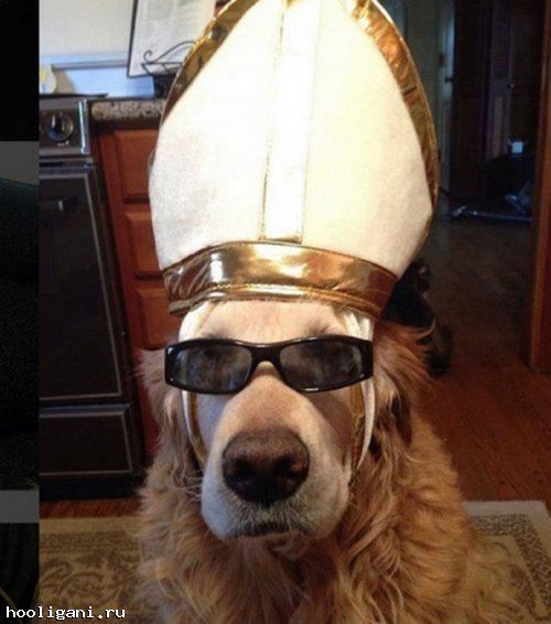 <br />
				Собаки в костюмах папы римского (10 фото)<br />
							